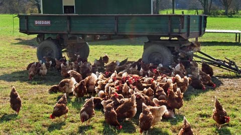 Free-range chickens: Is a vegetarian burger from the USA more environmentally friendly than chicken from an organic farmer in the neighboring village?  (Photo: IMAGO, IMAGO / Martin Wagner)