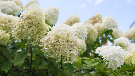 White flowering umbels of a panicle hydrangea © picture alliance / dpa topic service Photo: Andrea Warnecke