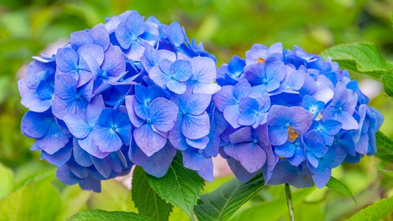 Farm hydrangea with blue colored flowers © imago images / Imaginechina-Tuchong 
