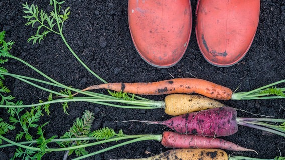 Rubber boots in a bed with carrots in front of it.  © istock Photo: istock