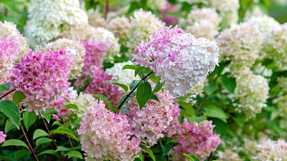 Panicle hydrangea with white and pink flowers © PantherMedia Photo: NadyaSo
