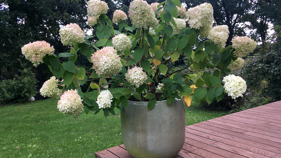 A panicle hydrangea grows in a pot © NDR 