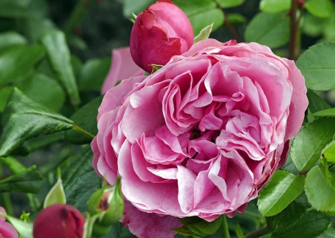 Cutting, planting and fertilizing roses |  NDR.de – Guide – Garden