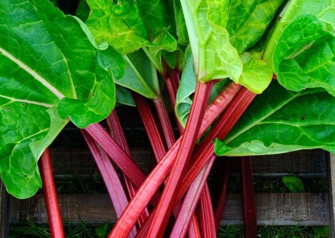 Growing, caring for and harvesting rhubarb