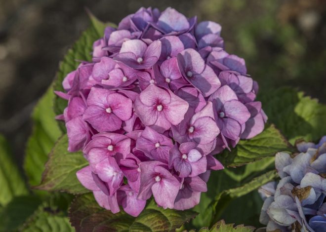 Caring for, planting and overwintering hydrangeas |  NDR.de – Guide – Garden