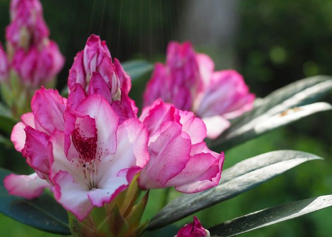 Planting, pruning and fertilizing rhododendrons correctly | NDR.de – Guide – Garden
