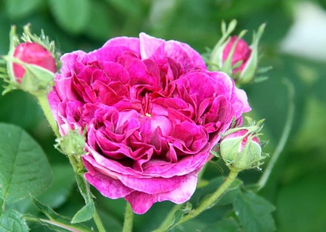 Historical roses – history, care